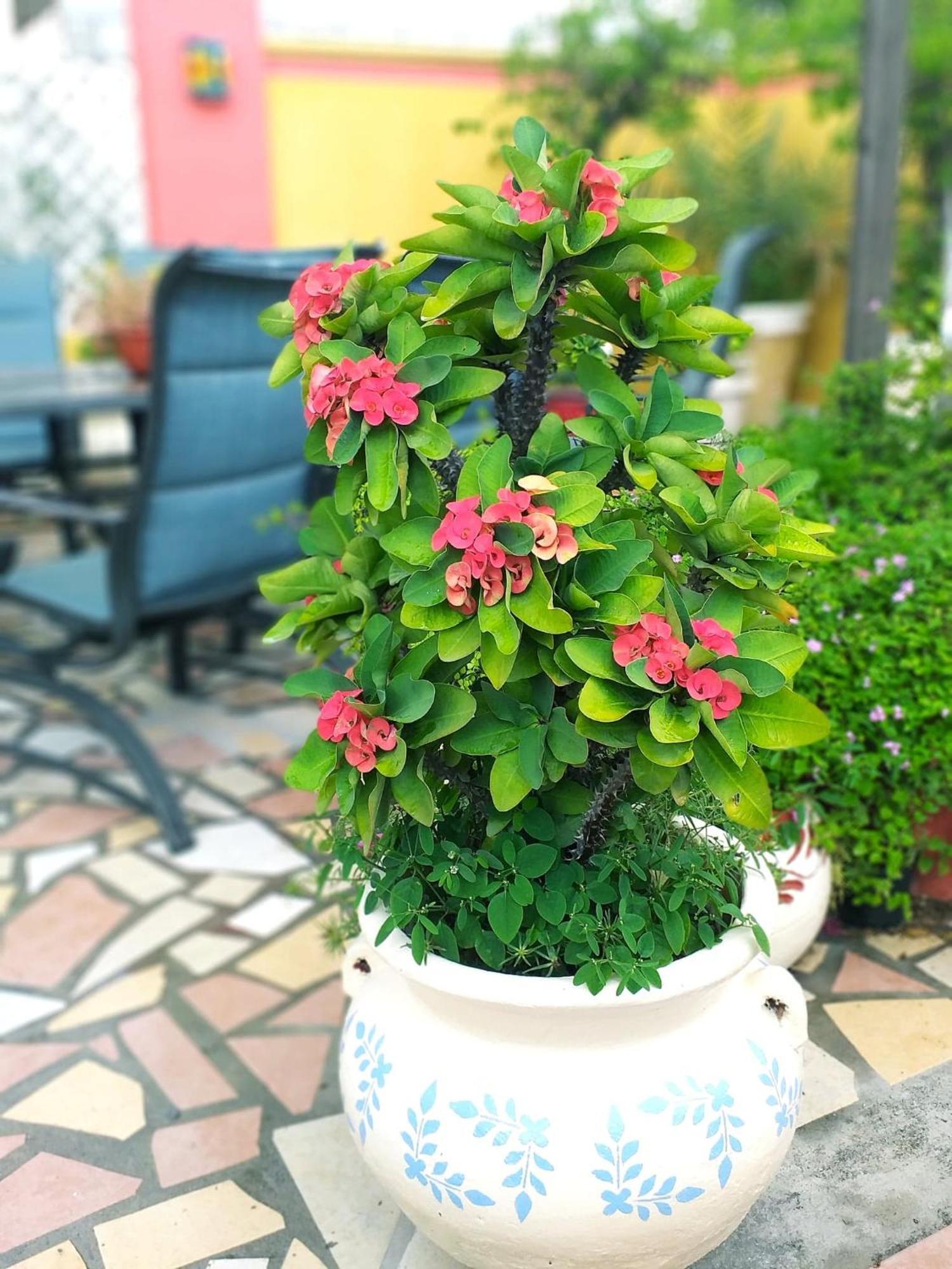 Hotel Hacienda Del Viejo Matamoros  Eksteriør bilde
